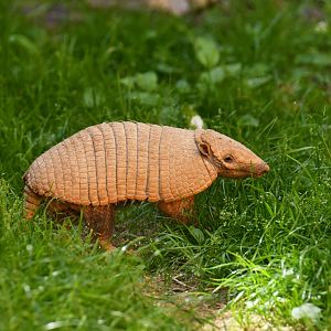 Six-banded armadillo (Euphractus sexcinctus)