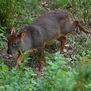 Southern pudu (Pudu puda)