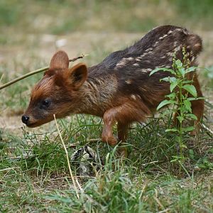 Southern pudu (Pudu puda)