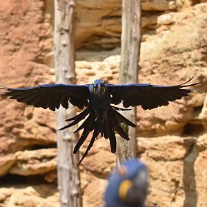 Hyacinth macaw (Anodorhynchus hyacinthinus)