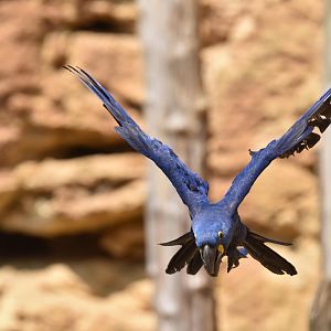 Hyacinth macaw (Anodorhynchus hyacinthinus)