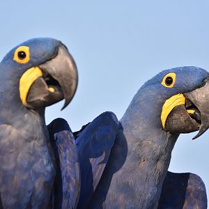 Hyacinth macaw (Anodorhynchus hyacinthinus)