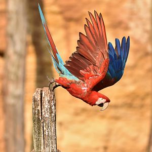 Red-and-green Macaw (Ara chloropterus)