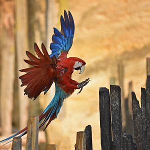 Red-and-green Macaw (Ara chloropterus)