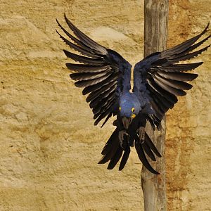 Hyacinth macaw (Anodorhynchus hyacinthinus)