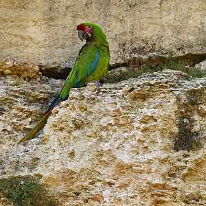 Bolivian military macaw (Ara militaris bolivianus)