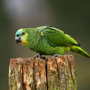 Blue-fronted Amazon (Amazona aestiva xanthopteryx)