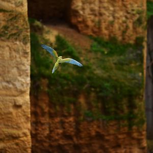 Red-fronted macaws (Ara rubrogenys)