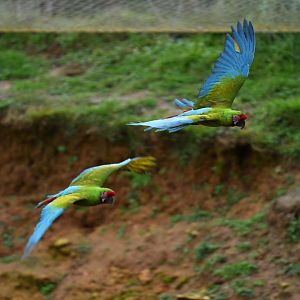 Bolivian military macaw (Ara militaris bolivianus)
