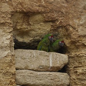Bolivian military macaw (Ara militaris bolivianus)