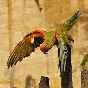 Red-fronted macaws (Ara rubrogenys)