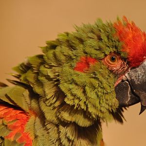Red-fronted macaws (Ara rubrogenys)