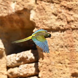Patagonian conure (Cyanoliseus patagonus bloxami)