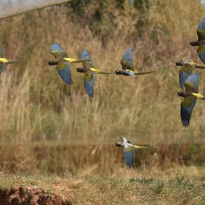 Cyanoliseus patagonus bloxami
