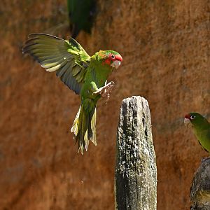 Mitred parakeet (Psittacara mitratus)