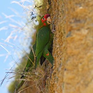 Mitred parakeet (Psittacara mitratus)