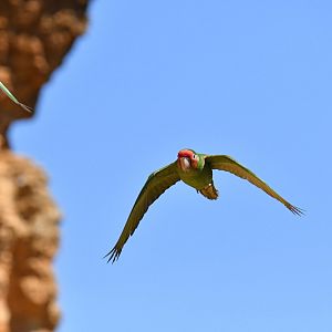 Mitred parakeet (Psittacara mitratus)