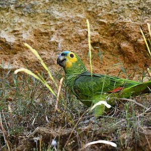 Blie fronted amazon (Amazona aestiva xanthopteryx)
