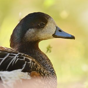 Chiloé wigeon (Mareca sibilatrix)