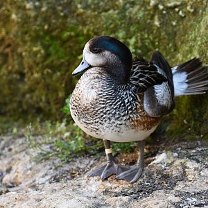 Chiloé wigeon (Mareca sibilatrix)