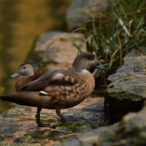Crested Duck (Lophonetta specularioides)