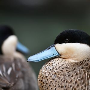 Puna teal (Spatula puna)