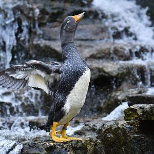 Fuegian Steamer Duck (Tachyeres pteneres)