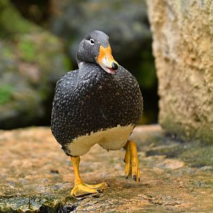 Fuegian Steamer Duck (Tachyeres pteneres)