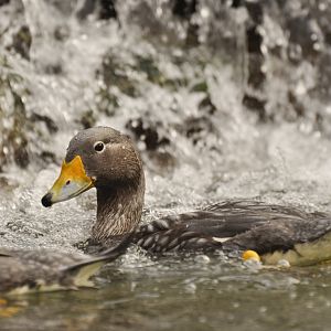 Fuegian Steamer Duck (Tachyeres pteneres)