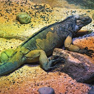 Rhinoceros iguana