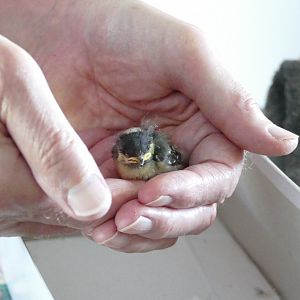 Blue Tit chick, May 2020