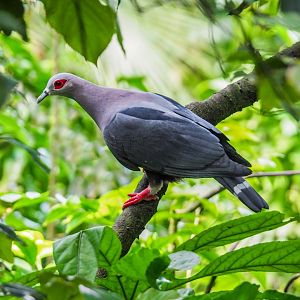 Pinon's Imperial Pigeon