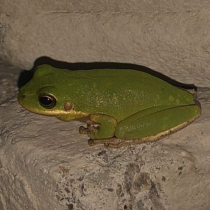 Green Tree Frog