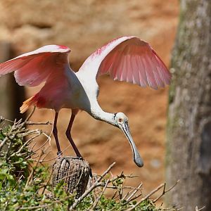 Roseate spoonbill (Platalea ajaja)