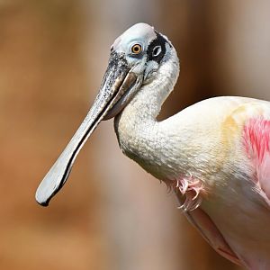 Roseate spoonbill (Platalea ajaja)