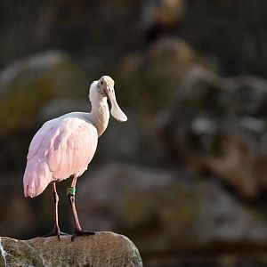 Roseate spoonbill (Platalea ajaja)