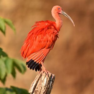 Scarlet ibis (Eudocimus ruber)