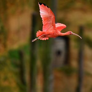 Scarlet ibis (Eudocimus ruber)