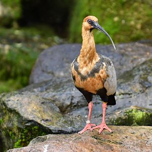 Black-faced Ibis (Theristicus melanopis)