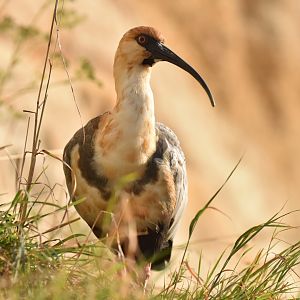 Black-faced Ibis (Theristicus melanopis)