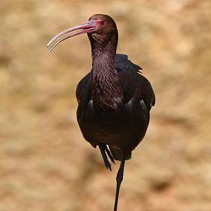 Puna ibis (Plegadis ridgwayi)