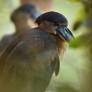 Boat-billed heron (Cochlearius cochlearius)