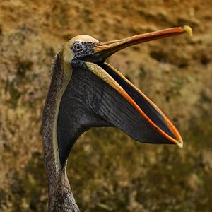 Eastern brown pelican Pelecanus occidentalis carolinensis