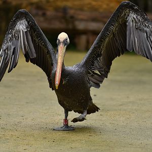 Eastern brown pelican Pelecanus occidentalis carolinensis