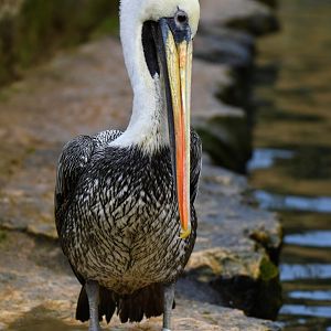 Peruvian pelican (Pelecanus thagus)