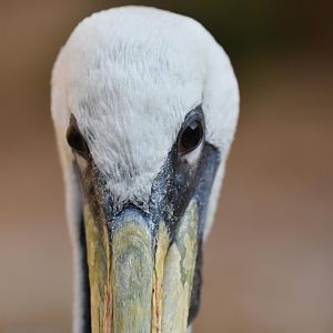 Peruvian pelican (Pelecanus thagus)