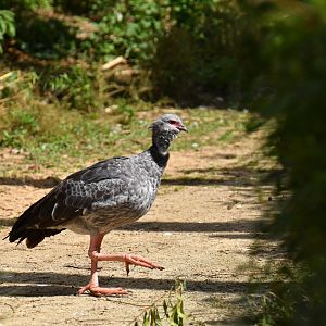 Southern Screamer (Chauna torquata)