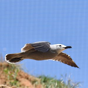 Gray Gull (Leucophaeus modestus)