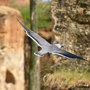 Gray Gull (Leucophaeus modestus)