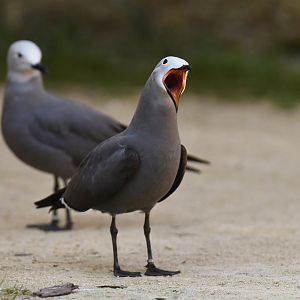 Gray Gull (Leucophaeus modestus)